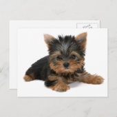 Yorkie Pup Briefkaart (Voorkant / Achterkant)