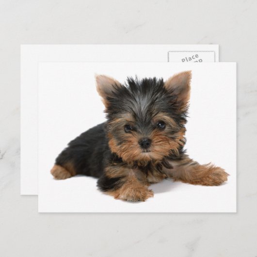 Yorkie Pup Briefkaart (Voorkant / Achterkant)
