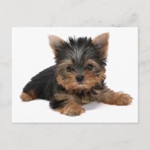 Yorkie Pup Briefkaart