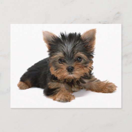 Yorkie Pup Briefkaart (Voorkant)