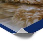 Yorkie Pup met roze ventilator in haar haar Poster (Hoek)