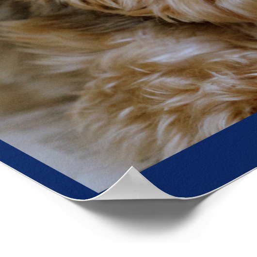 Yorkie Pup met roze ventilator in haar haar Poster (Hoek)