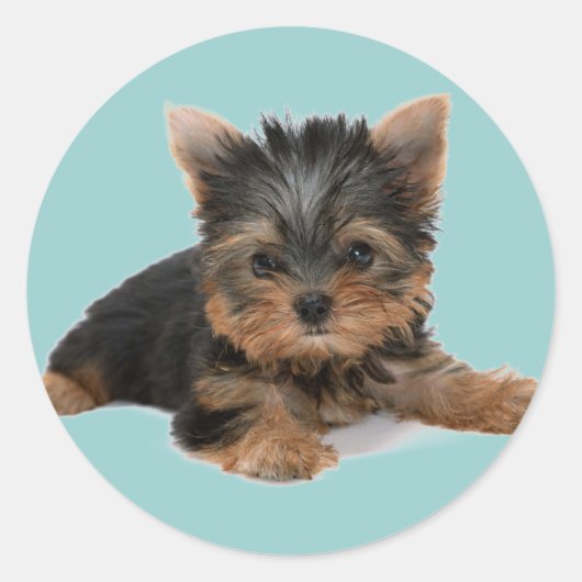 Yorkie Pup Ronde Sticker (Voorkant)