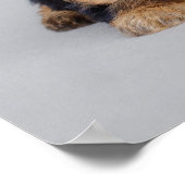 Yorkie puppies poster (Hoek)