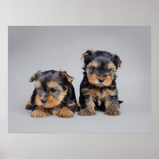 Yorkie puppies poster (Voorkant)