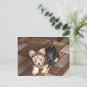 Yorkie Puppy Briefkaart (Staand voorkant)