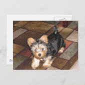 Yorkie Puppy Briefkaart (Voorkant / Achterkant)