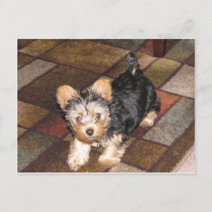 Yorkie Puppy Briefkaart