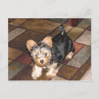 Yorkie Puppy Briefkaart