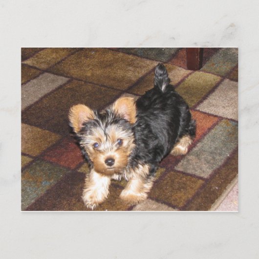 Yorkie Puppy Briefkaart (Voorkant)