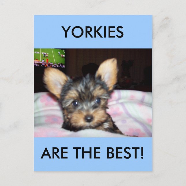 Yorkie Puppy Hondenliefhebber Gifts Briefkaart (Voorkant)