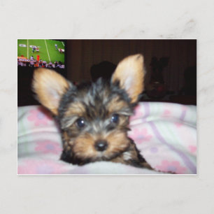 Yorkie Puppy Hondenliefhebber Gifts Briefkaart
