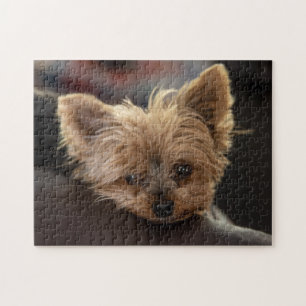 Yorkie Puppy Legpuzzel