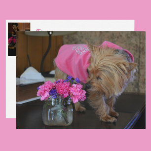 Yorkie Puppy Love  in Pink Briefkaart
