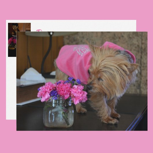 Yorkie Puppy Love  in Pink Briefkaart