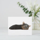 Yorkie Puppy Slapeping Briefkaart (Staand voorkant)