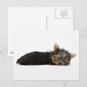 Yorkie Puppy Slapeping Briefkaart (Voorkant / Achterkant)
