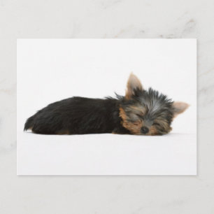 Yorkie Puppy Slapeping Briefkaart