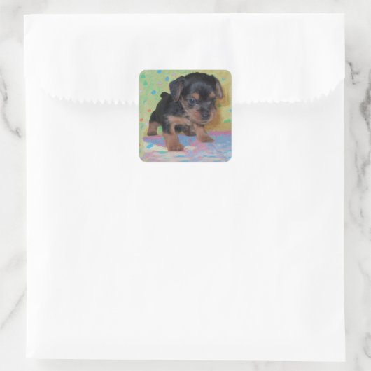Yorkie Puppy Sticker (Tas)