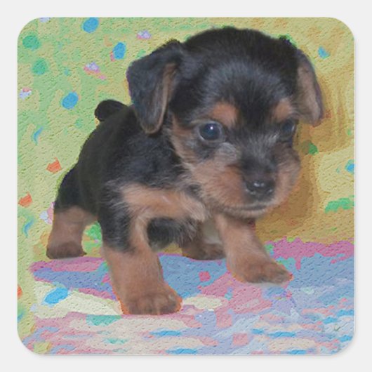 Yorkie Puppy Sticker (Voorkant)