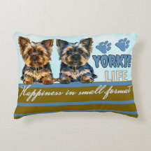Yorkie schattig