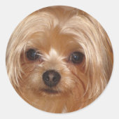 Yorkie Sticker (Voorkant)