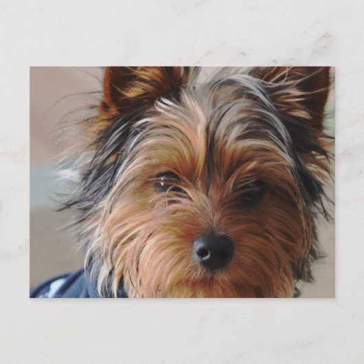 Yorkie Terrier Briefkaart (Voorkant)