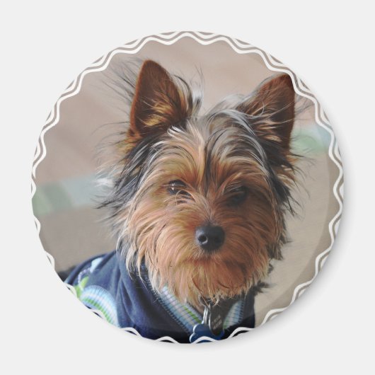Yorkie Terrier Magnet (Voorkant)