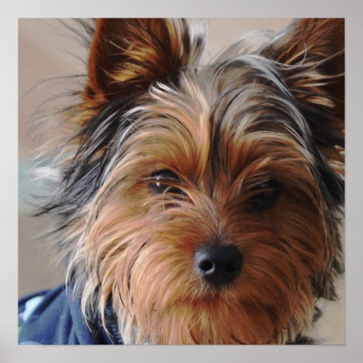 Yorkie Terrier Poster (Voorkant)