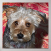 Yorkie Terrier Poster (Voorkant)