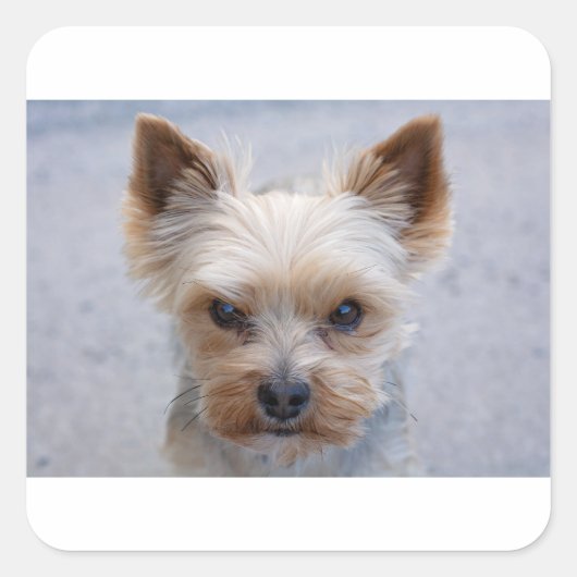 yorkie verwerpt vierkante sticker (Voorkant)