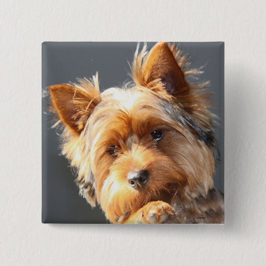 yorkie vierkante button 5,1 cm (Voorkant)