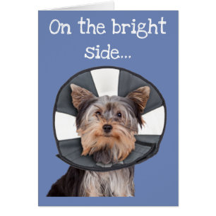 Yorkie Wearing Cone of Shame