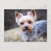 Yorkie, Yorkshire Terrier Briefkaart (Voorkant)