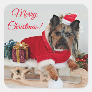 Yorkie Yorkshire Terrier Dog - Kerstkerstkerstkers Vierkante Sticker