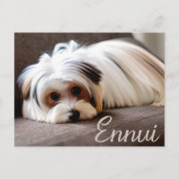 Yorkie, Yorkshire Terrier, Ervaren Ennui