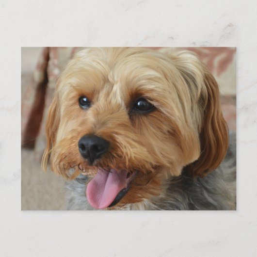 Yorkie Zac Briefkaart (Voorkant)