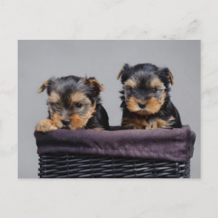Yorkies Briefkaart