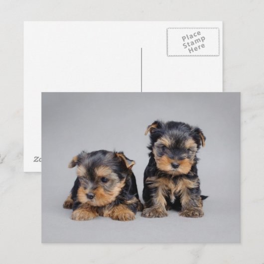 Yorkies Briefkaart (Voorkant / Achterkant)