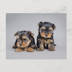 Yorkies Briefkaart