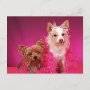 Yorkies en Roze Boas Briefkaart