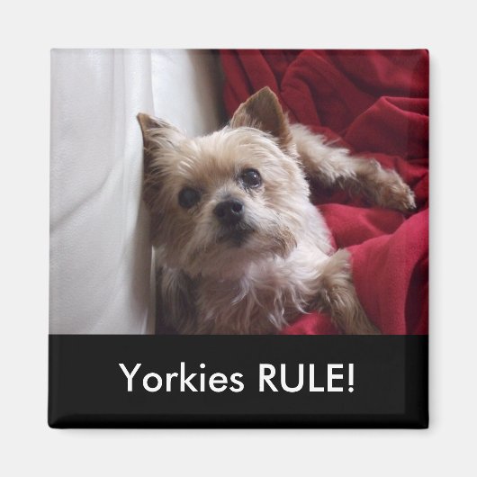 Yorkies HEERSEN! koelkastmagneet Magneet (Voorkant)