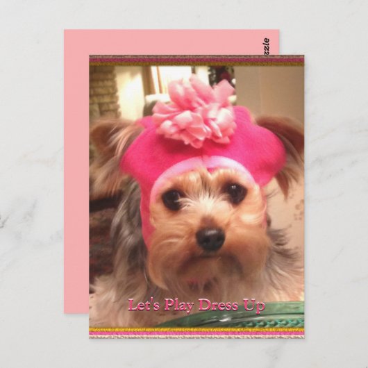 Yorkies in Petten Briefkaart (Voorkant / Achterkant)