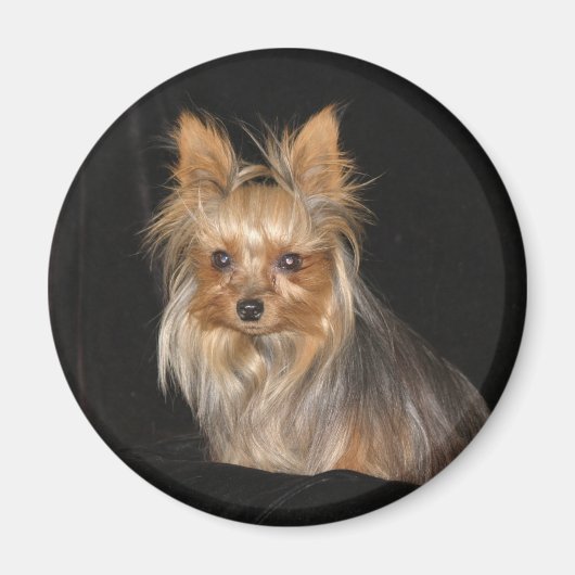 Yorkies Magneet (Voorkant)