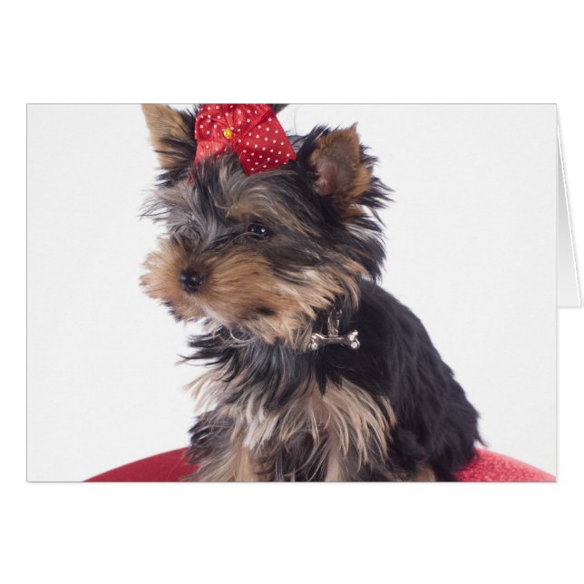 yorkshire (Voorkant Horizontaal)