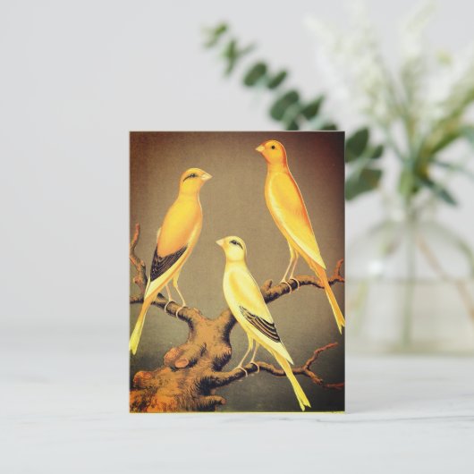 YORKSHIRE CANARIES BRIEFKAART (Staand voorkant)