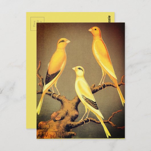 YORKSHIRE CANARIES BRIEFKAART (Voorkant / Achterkant)