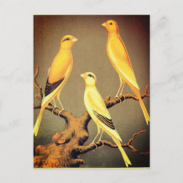 YORKSHIRE CANARIES BRIEFKAART
