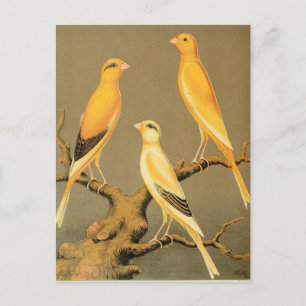 YORKSHIRE CANARIES BRIEFKAART