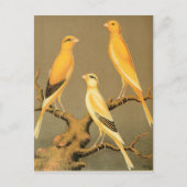 YORKSHIRE CANARIES BRIEFKAART (Voorkant)
